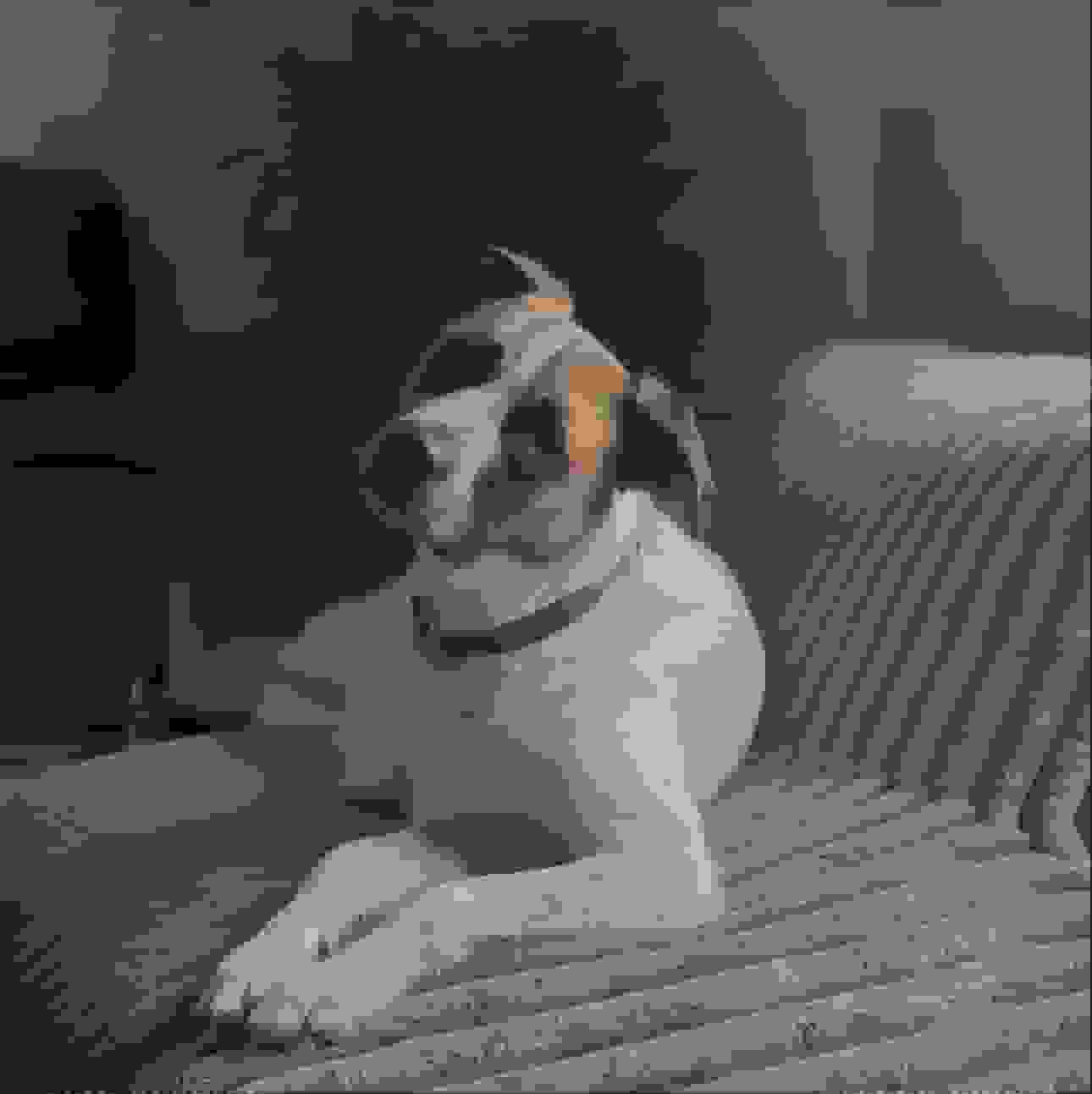 Dog about us landing page pic