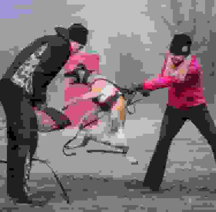 Dog about us landing page pic