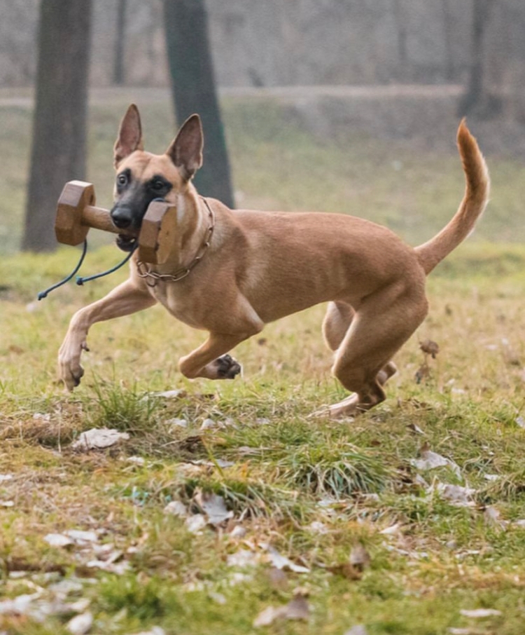 Dog about us landing page pic