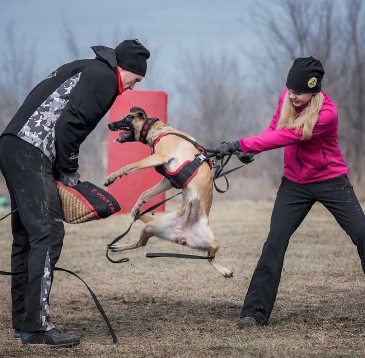 Dog about us landing page pic