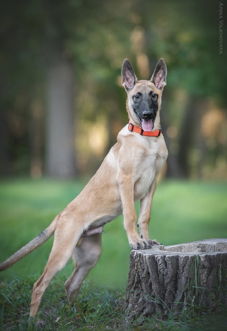 Dog about us landing page pic